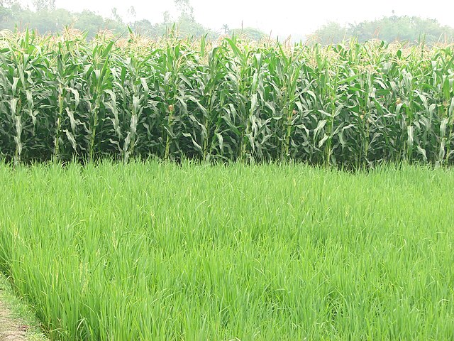 Кукуруза